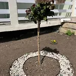 диамант Diamond فندق